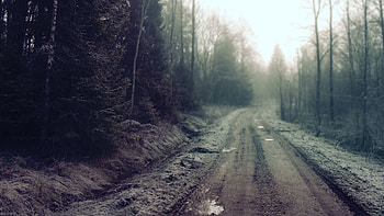 Nature, Road, Forest, Gloomy, Country, Secret, Mystery, Puddles, Countryside HD wallpaper