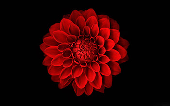 GERBERA, PETALS, FLOWER, NATURE, COLORS HD wallpaper