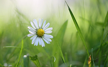 Camomile, grass, macro, flower HD wallpaper