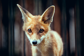 Animals, Fox, Muzzle, Ears HD wallpaper