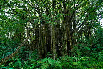 Nature, Trees, Hawaii, Botanical Garden, Botanic Gardens HD wallpaper