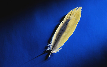 Feather, , abstract HD wallpaper