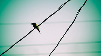 Animals, Sky, Bird, Wires, Wire, Waiting, Expectation HD wallpaper