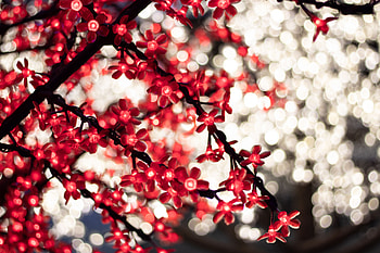 Flowers, Glare, Miscellanea, Miscellaneous, Garland, Bokeh, Boquet HD wallpaper