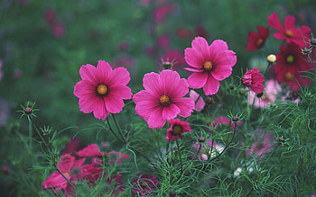 Plants, Flowers HD wallpaper