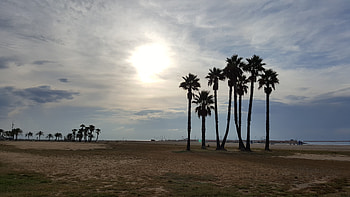 Nature, Beach, Palms, Spain, Coma-Ruga, Coma-Rug HD wallpaper
