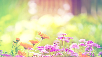 Cute : Cute Tumblr . HD wallpaper