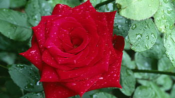 Plants, Flowers, Roses HD wallpaper