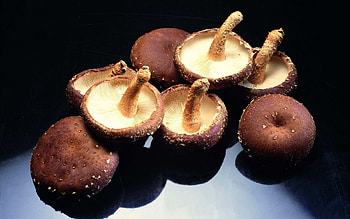 Mushroom , Background , Mushroom HD wallpaper
