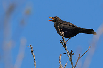 Animal, Blackbird HD wallpaper