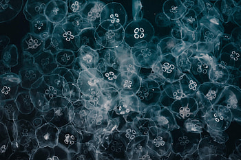 Animals, Jellyfish, Glow, Underwater World HD wallpaper