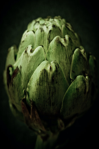 Green flower bud, close up, nature HD phone wallpaper