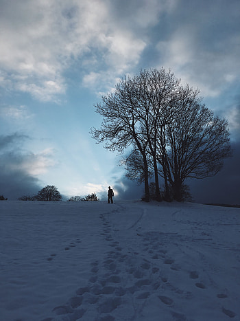 Winter, Nature, Sky, Snow, Silhouette, Wood, Tree HD phone wallpaper