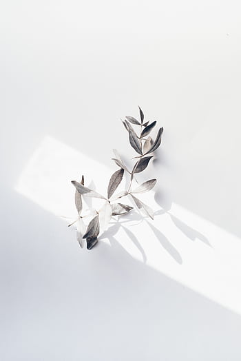 A simple branch with leaves casting shadows on a white surface in natural daylight. HD phone wallpaper
