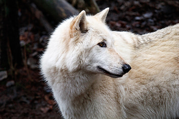 White predator, wolf, animal HD wallpaper