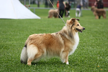 *** COLLIE ***, dog, grass, animals, collie HD wallpaper
