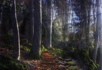 Nature, Stones, Sun, Shine, Light, Beams, Rays, Forest, Path, Moss, Mysterious, Track HD wallpaper