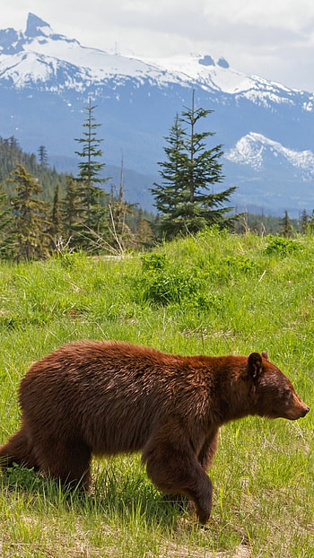 Bear, Mobile , Animal lover's delight, Cuddly companion HD phone wallpaper