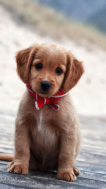 Dogs, Cute Puppy HD phone wallpaper