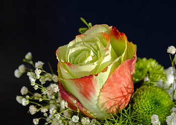Yellow rose, bouquet, flowers, close up HD wallpaper