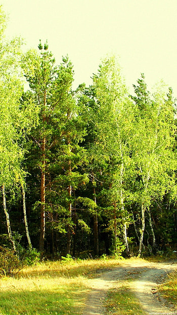 summer forest nature landscape green 6 - 6 Plus backgrounds HD phone wallpaper