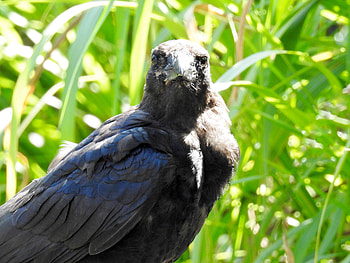 Staring Crow, Bird, graphy, Leaves, Crow, Sunshine HD wallpaper