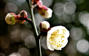 Background, Flower, Macro, Glare, Circles, Branch HD wallpaper