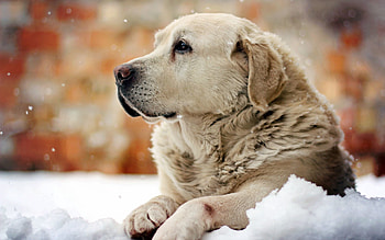 Animals, Snow, Dog, Sight, Opinion, Friend HD wallpaper