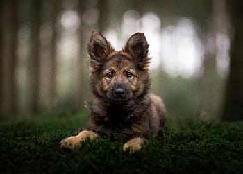 German Shepherd Puppy in Natural Forest Bliss, puppy, Animal, german shepherd HD wallpaper