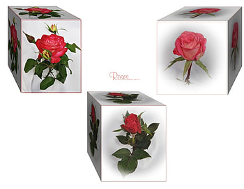 Roses in a box, roses, 3d HD wallpaper