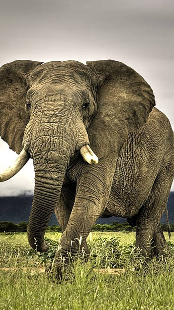 Close-up, Elephants HD phone wallpaper