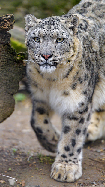 Animals, Snow Leopard, Predator, Big Cat, Wildlife, Irbis HD phone wallpaper