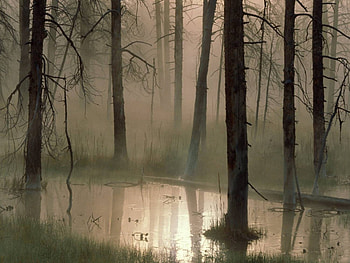 Landscape, Trees HD wallpaper