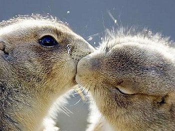 Animals Love, , animals, love, cute, funny HD wallpaper