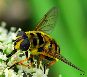 Bee, other, beautiful, animals HD wallpaper