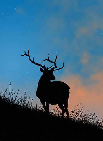 Art, Stars, Twilight, Silhouette, Dusk, Deer, Horns HD phone wallpaper
