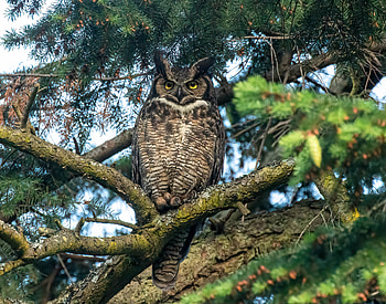 Animals, Owl, Bird, Wood, Tree, Branch, Predator HD wallpaper