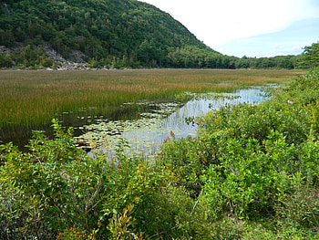 Nature, Bush, Mountain, Pond HD wallpaper