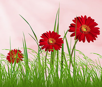 Summer Red Flower, summer, field, flower, green, red, grass, flora HD wallpaper