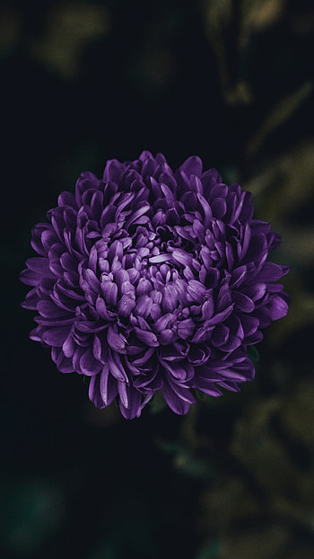 purple flower, daisy, nature, flower HD phone wallpaper