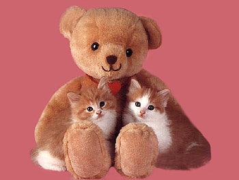 TEDDY THE TEDDYBEAR AND FRIENDS TWO LIVE KITTYS, cute, adorable, graph HD wallpaper