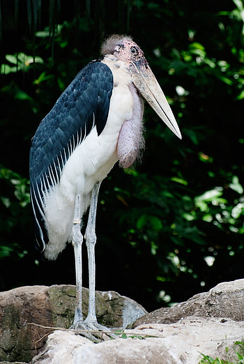 Jooinn source, Nature graphy, Marabou stork in flight HD phone wallpaper