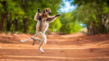 Madagascar Movie, Animated Adventure, Hilarious Characters, Fun-Filled Journey HD wallpaper
