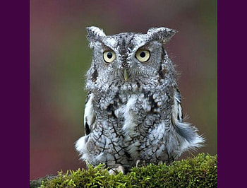 Owl, cool, beautiful HD wallpaper