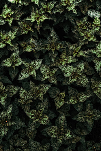 Plants, Nature, Leaves, Nettle HD phone wallpaper
