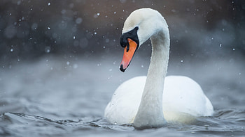Close-up, Swans HD wallpaper