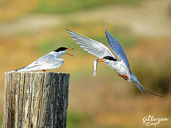 Beautiful Birds, cool, beautiful, birds HD wallpaper