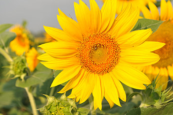 Closer to Heaven, sweet, annie, huge, wonderful sun, disposition, sunflower, field, brilliant, heaven, love, yellow, nature, flowers, warm, always, forever HD wallpaper