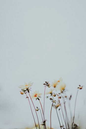Plants, Flowers, Macro, Bloom, Flowering, Buds HD phone wallpaper
