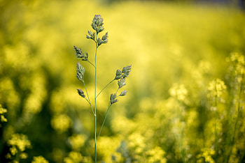 Grass, Plant, Macro, Close-Up, Inflorescence HD wallpaper